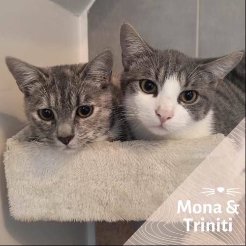 Mona et Triniti