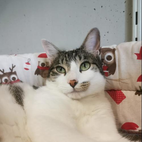 Image Nala
