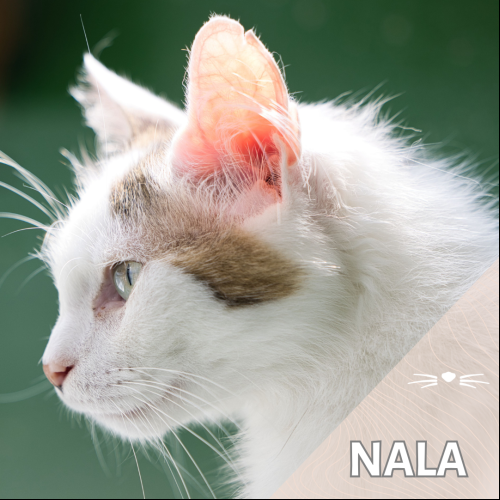 Nala