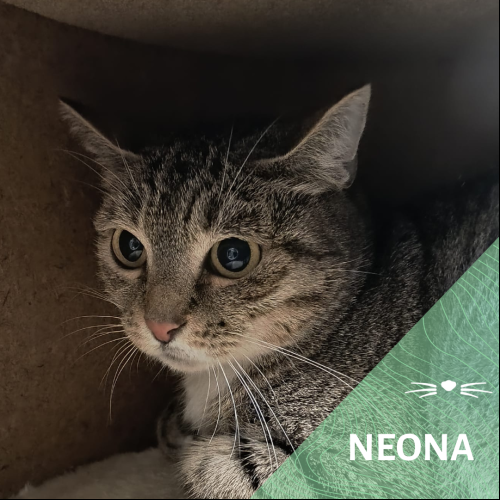 Neona