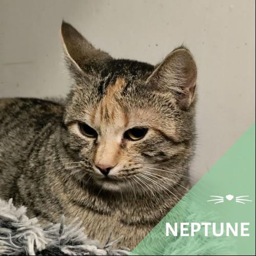 Image Neptune
