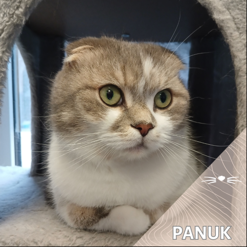 Panuk