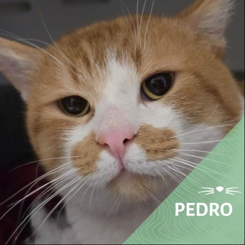 Image Pedro