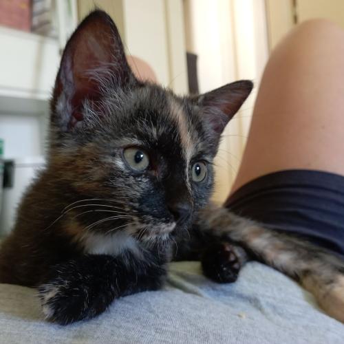 Image Penelope