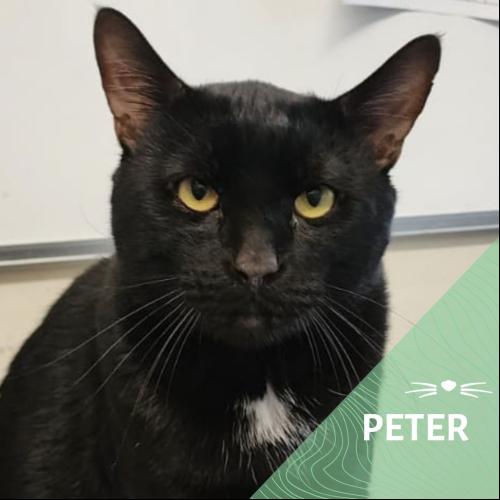 Image Peter