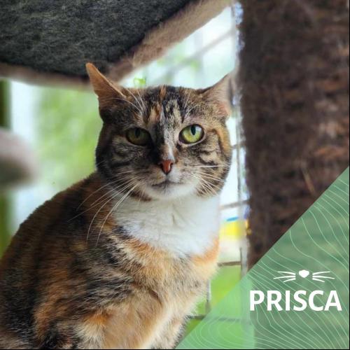 Image Prisca
