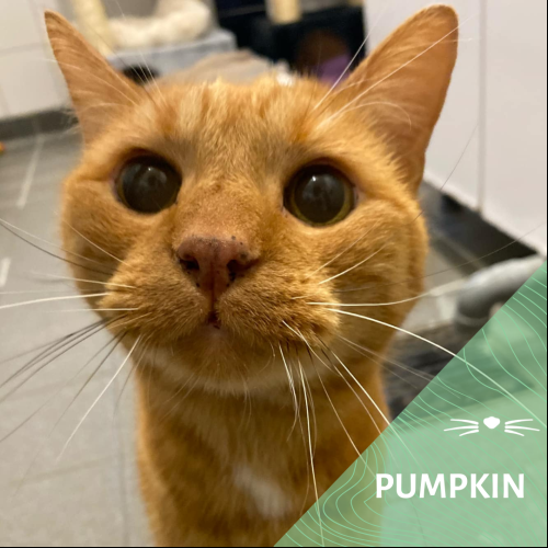Image Pumpkin