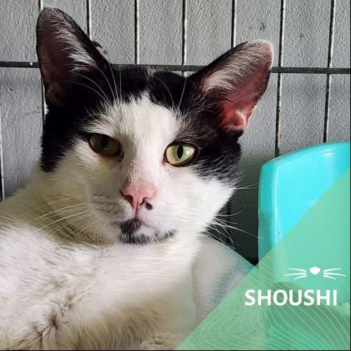 Image Shoushi