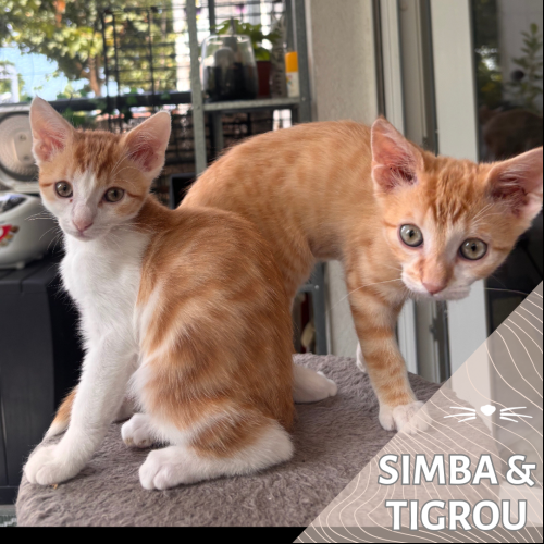 Simba & Tigrou