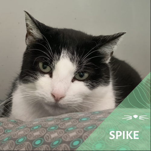 Spike