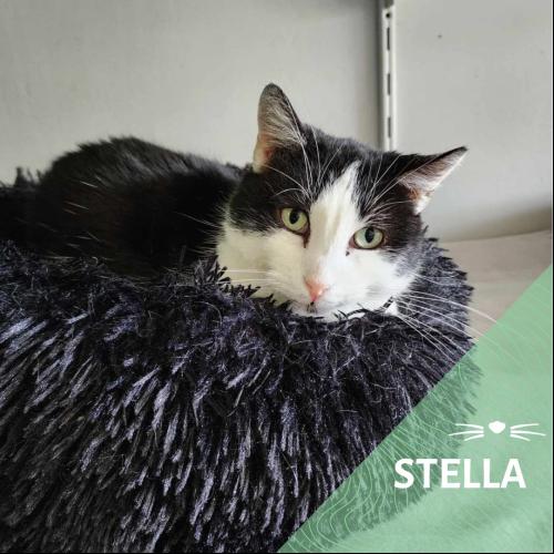 Stella