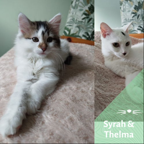 Syrah et Thelma