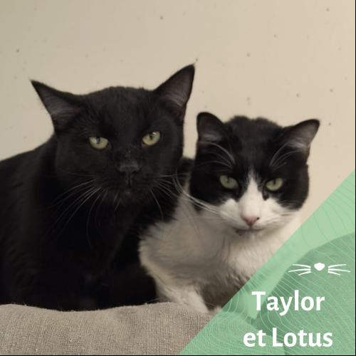 Taylor et Lotus
