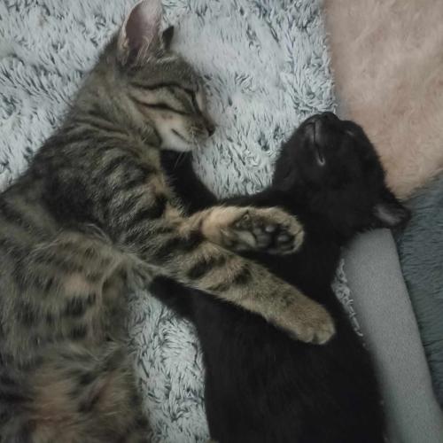 Image Tommy et Chamal