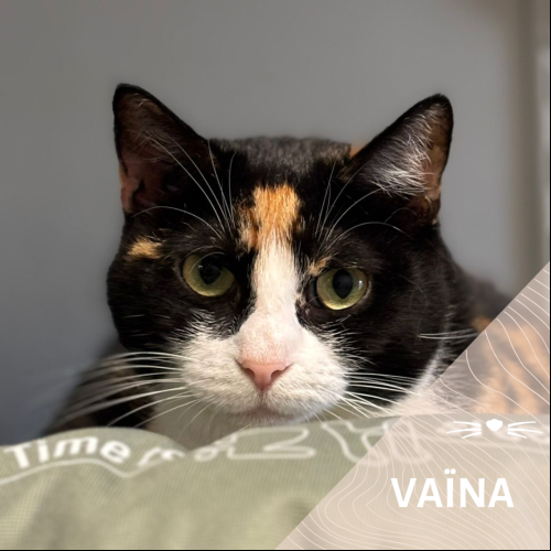 Vaina