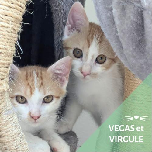 Image Vegas et Virgule