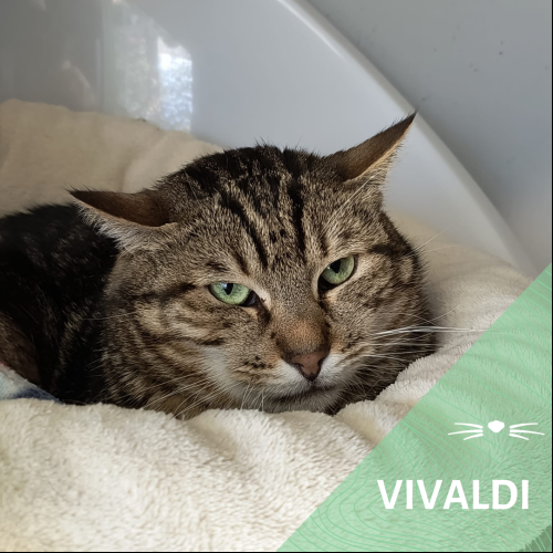 Vivaldi