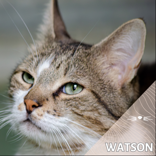 Watson