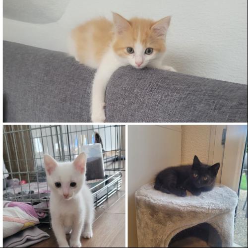 Image 🔸STORMY - BILLY - ELVIS🔸