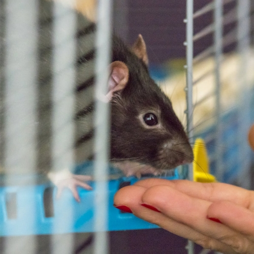 Image Ratatouille