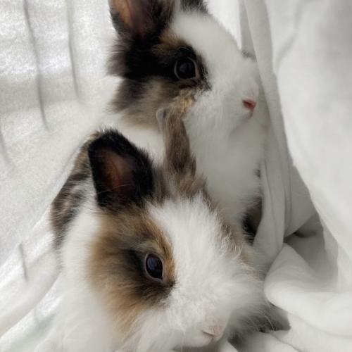 Image ALVY et ANNIE