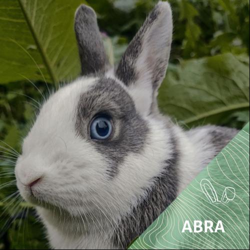 Image Abra