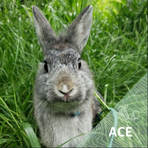 Image Ace