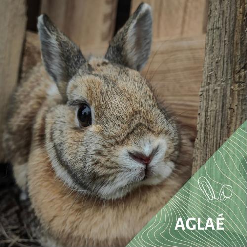 Image Aglaé