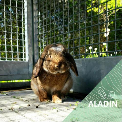 Image Aladin