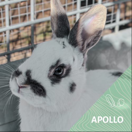 Apollo