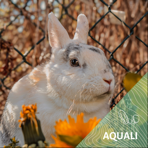 Aquali