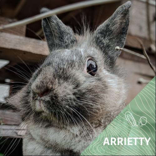 Image Arrietty
