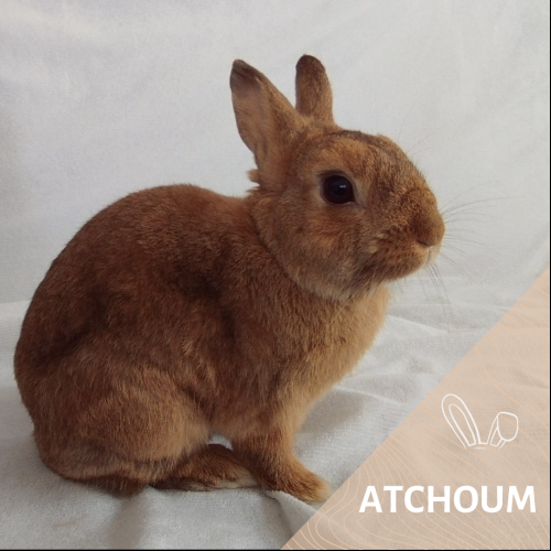 Atchoum