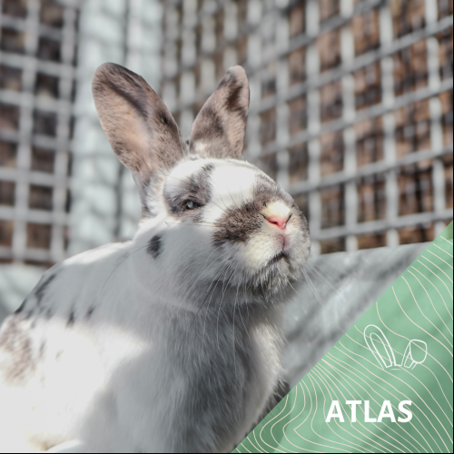 Atlas