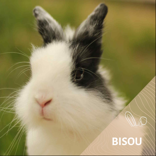 Bisou