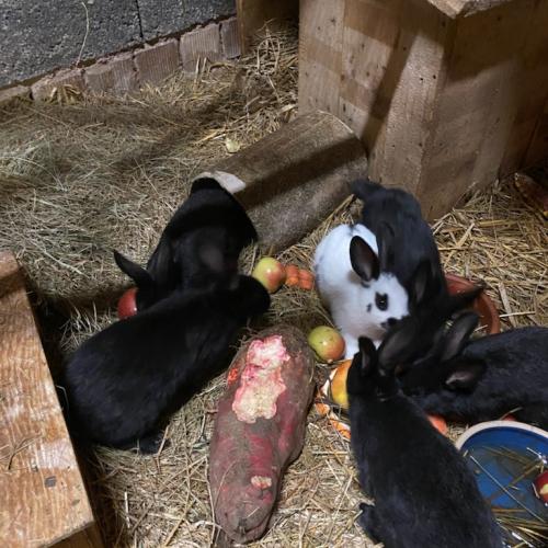 Image Bébés lapins