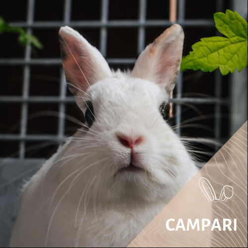 Campari