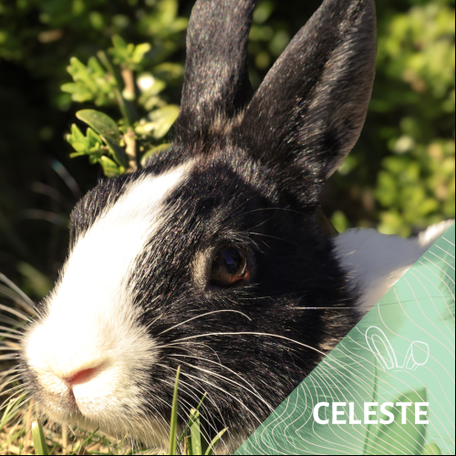 Celeste