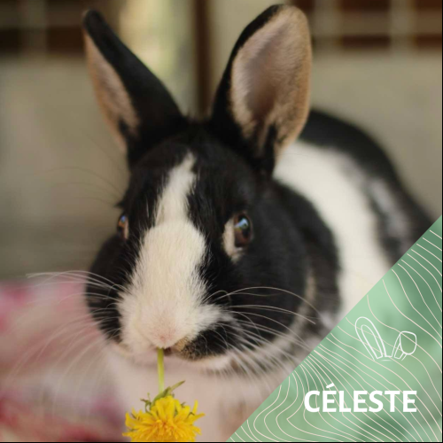 Celeste