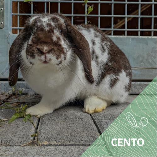 Image Cento