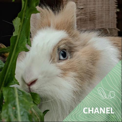 Image Chanel