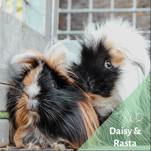 Daisy et Rasta