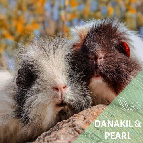 Danakil et Pearl