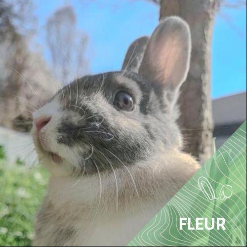 Image Fleur