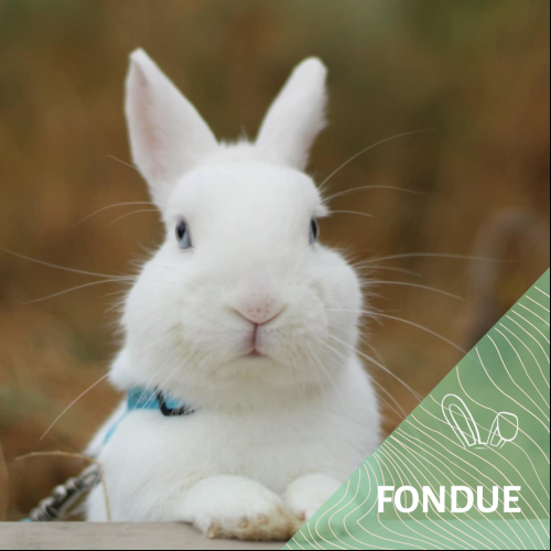 Image Fondue