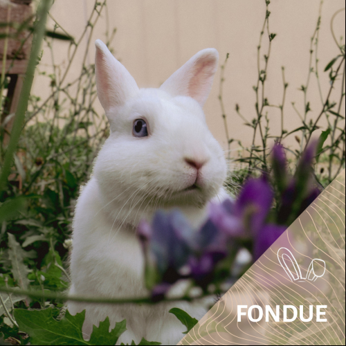 Fondue