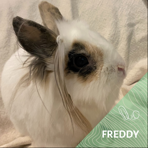 Freddy