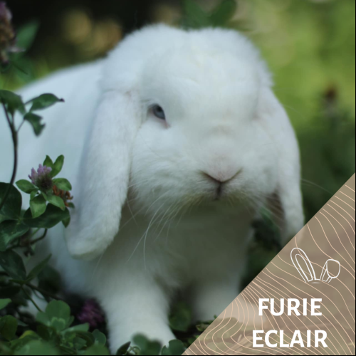 Furie éclair