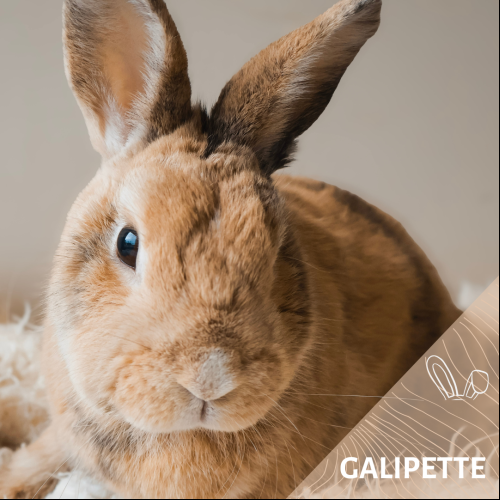 Galipette