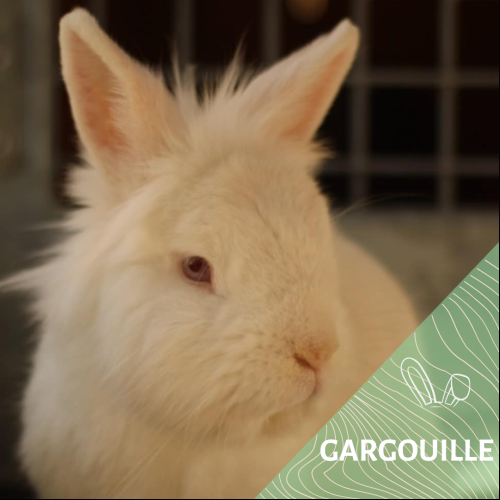 Gargouille